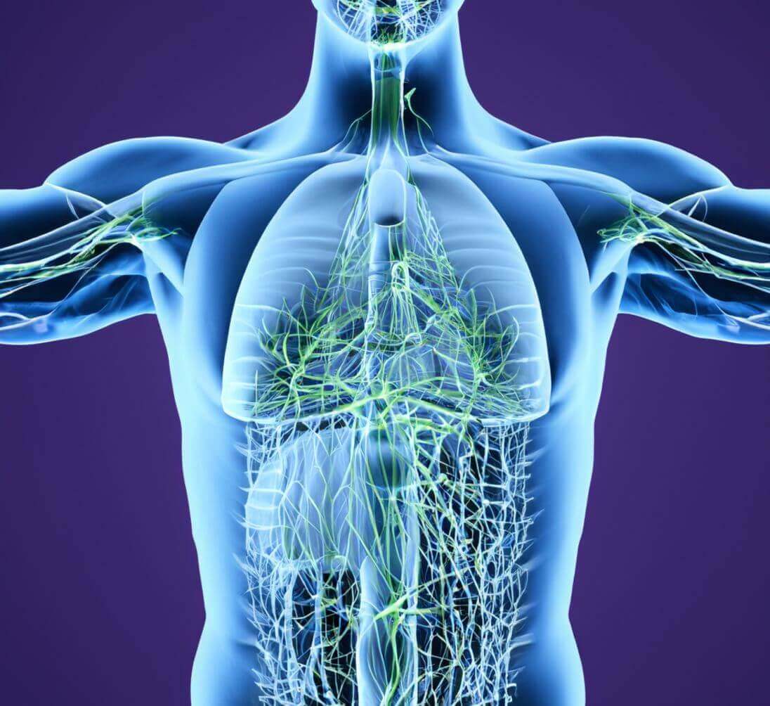 Lymphatic system